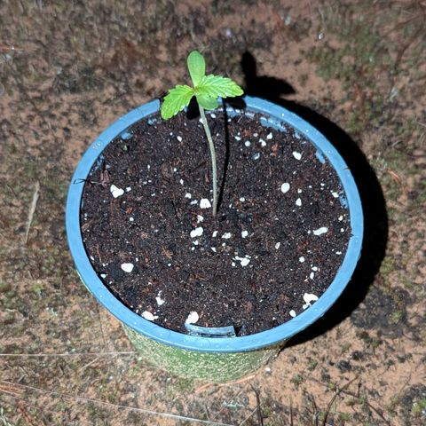 Royal Gorilla Automatic #2 growlog timeline photo