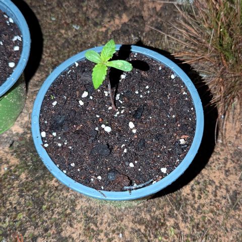 Royal Gorilla Automatic #3 growlog timeline photo