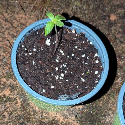 Purplematic CBD #4 growlog timeline photo