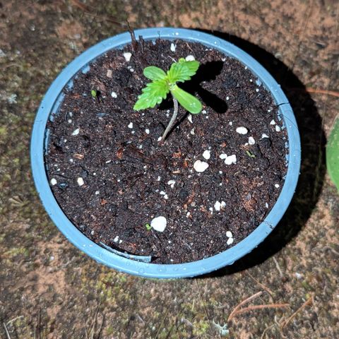 Green Gelato #5 growlog timeline photo