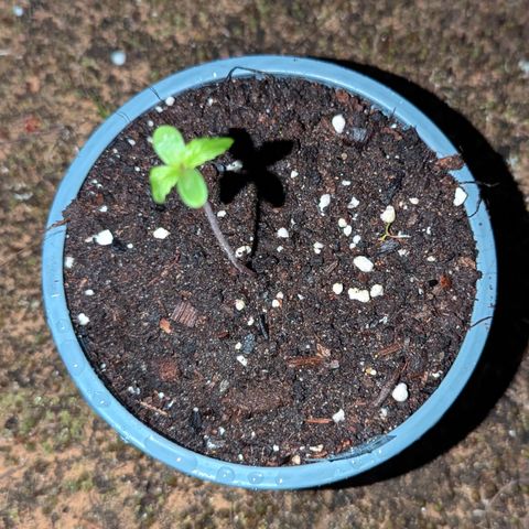 Pink Runtz Automatic #7 growlog timeline photo