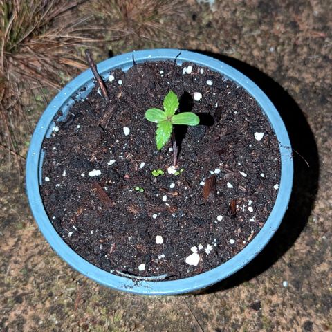 Royal Bluematic #9 growlog timeline photo