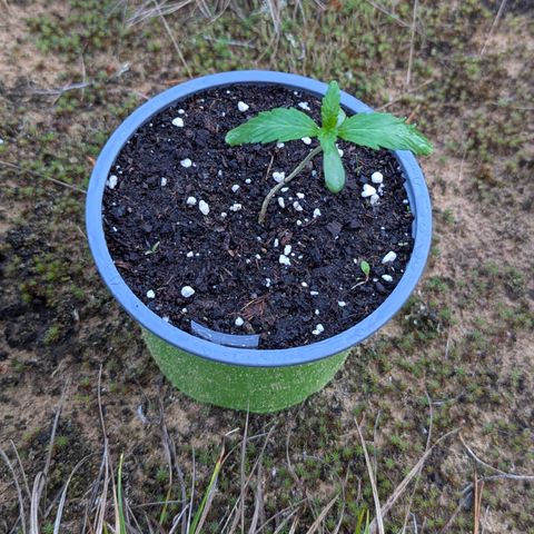 Royal Gorilla Automatic #1 growlog timeline photo