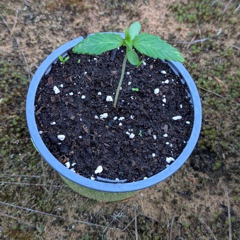Royal Gorilla Automatic #2 growlog timeline photo
