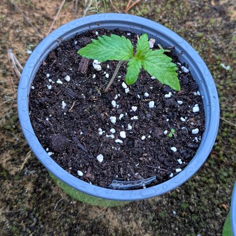 Purplematic CBD #4 growlog timeline photo