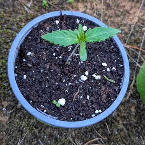 Green Gelato #5 growlog timeline photo
