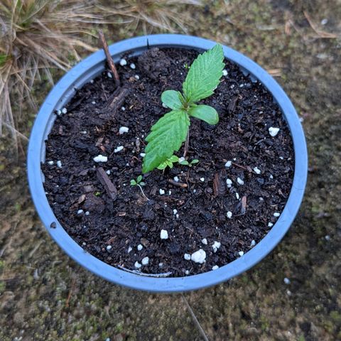 Royal Bluematic #9 growlog timeline photo