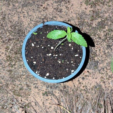 Royal Gorilla Automatic #2 growlog timeline photo