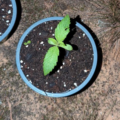 Royal Gorilla Automatic #3 growlog timeline photo