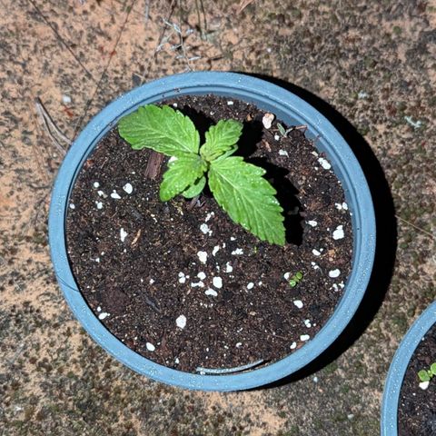 Purplematic CBD #4 growlog timeline photo
