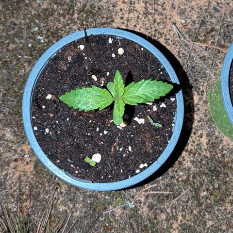 Green Gelato #5 growlog timeline photo