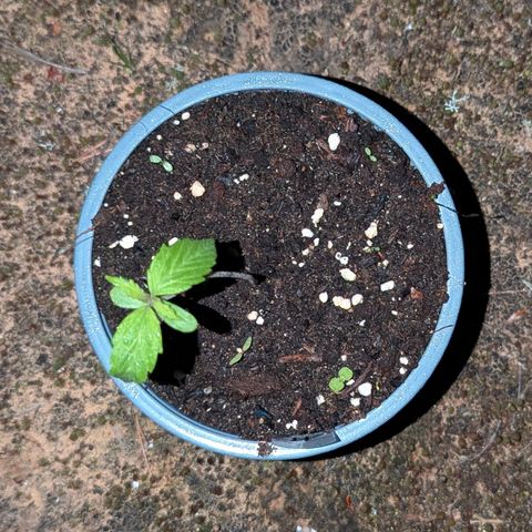 Pink Runtz Automatic #7 growlog timeline photo