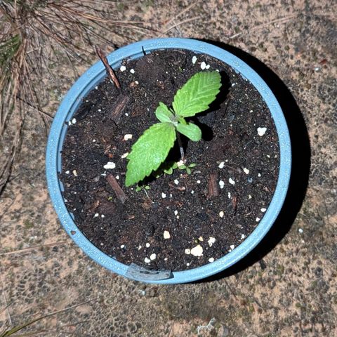 Royal Bluematic #9 growlog timeline photo
