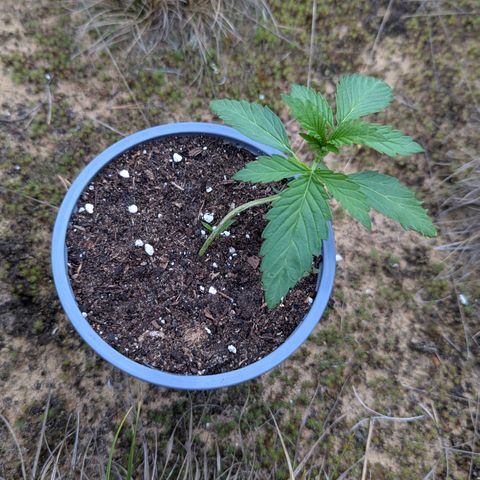 Royal Gorilla Automatic #1 growlog timeline photo