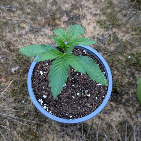 Royal Gorilla Automatic #2 growlog timeline photo
