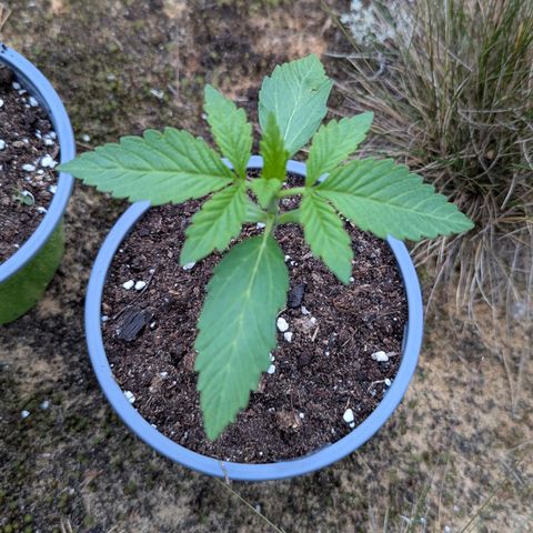 Royal Gorilla Automatic #3 growlog timeline photo