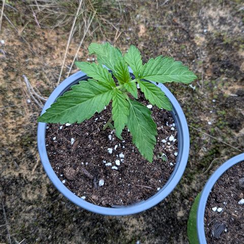 Purplematic CBD #4 growlog timeline photo