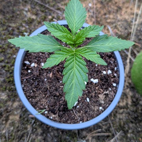 Green Gelato #5 growlog timeline photo