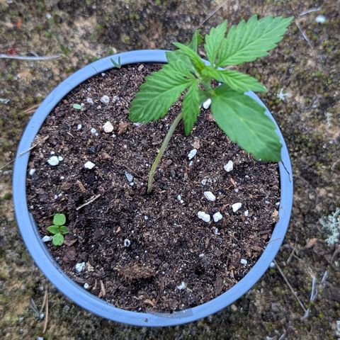 Pink Runtz Automatic #7 growlog timeline photo