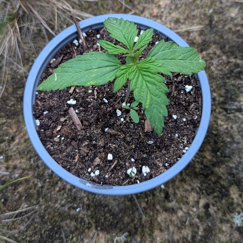 Royal Bluematic #9 growlog timeline photo