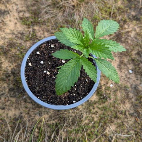 Royal Gorilla Automatic #1 growlog timeline photo