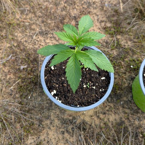 Royal Gorilla Automatic #2 growlog timeline photo