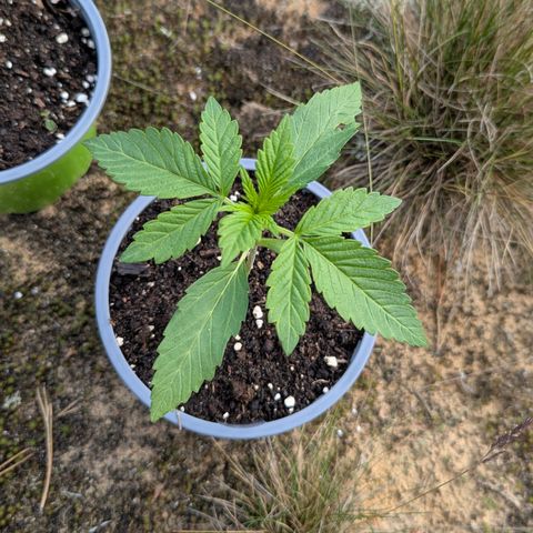 Royal Gorilla Automatic #3 growlog timeline photo