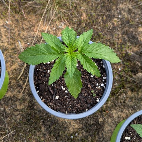 Purplematic CBD #4 growlog timeline photo