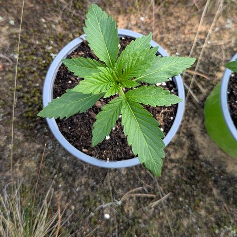 Green Gelato #5 growlog timeline photo