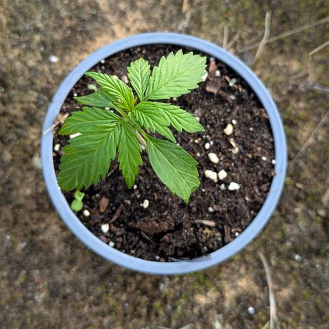 Pink Runtz Automatic #7 growlog timeline photo