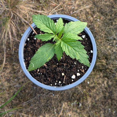 Royal Bluematic #9 growlog timeline photo