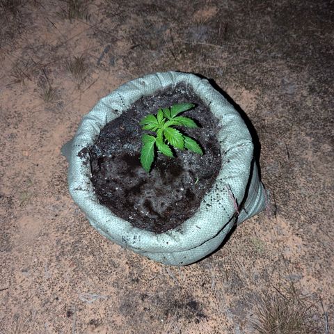 Royal Gorilla Automatic #1 growlog timeline photo