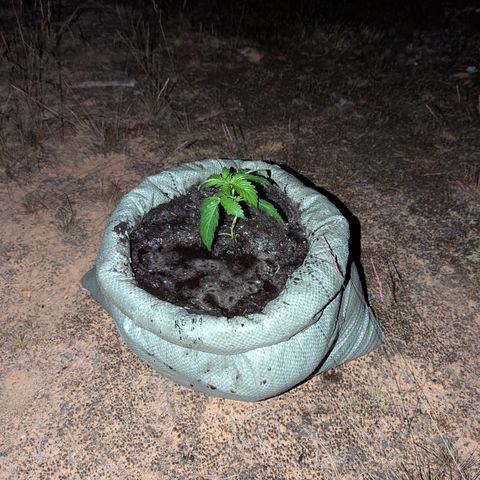 Royal Gorilla Automatic #1 growlog timeline photo