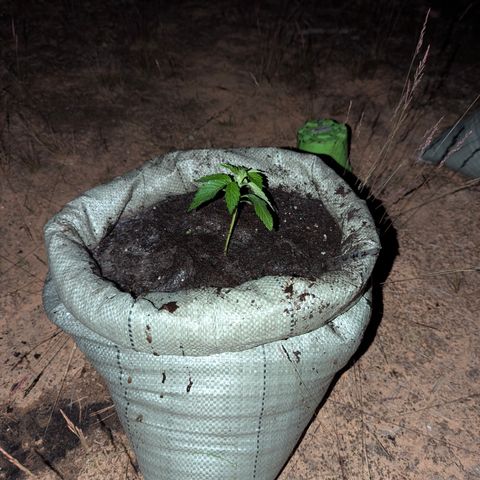 Royal Gorilla Automatic #2 growlog timeline photo