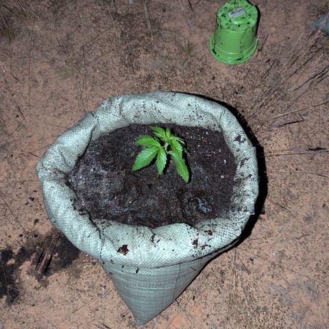 Royal Gorilla Automatic #2 growlog timeline photo