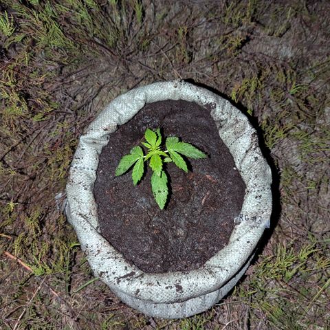 Royal Gorilla Automatic #3 growlog timeline photo