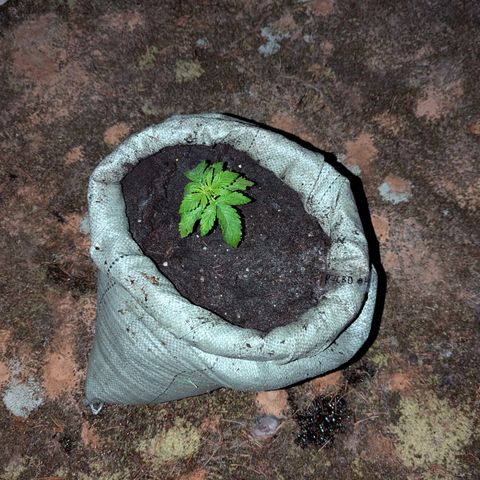Purplematic CBD #4 growlog timeline photo