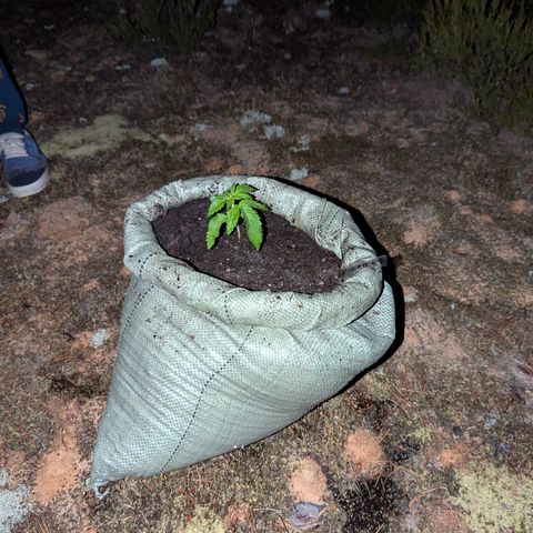 Purplematic CBD #4 growlog timeline photo