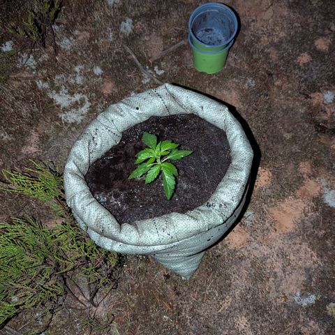 Green Gelato #5 growlog timeline photo
