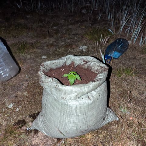 Royal Bluematic #9 growlog timeline photo