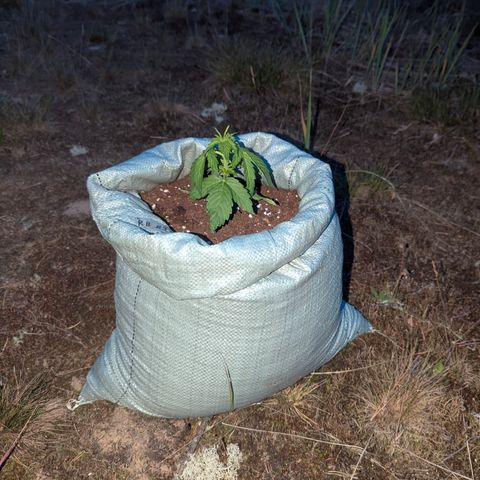 Royal Bluematic #9 growlog timeline photo