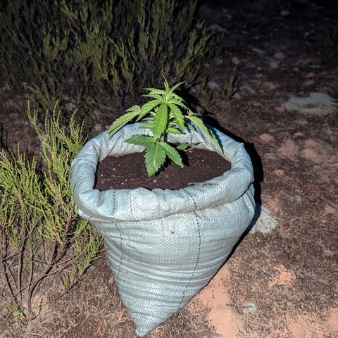 Green Gelato #5 growlog timeline photo