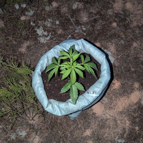 Green Gelato #5 growlog timeline photo