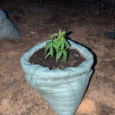 Royal Gorilla Automatic #1 growlog timeline photo