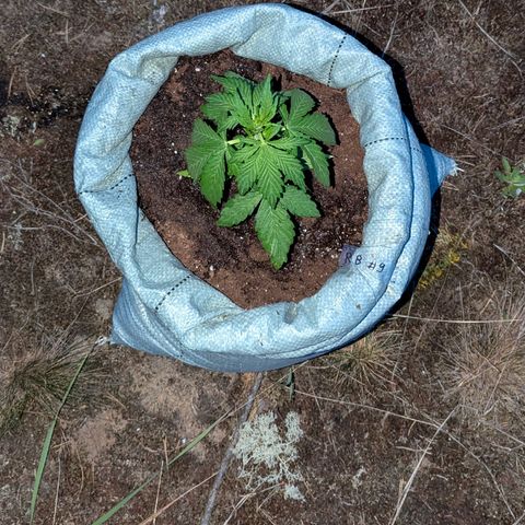Royal Bluematic #9 growlog timeline photo