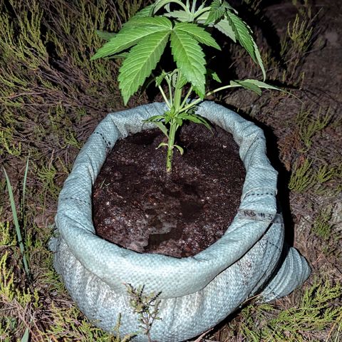 Royal Gorilla Automatic #3 growlog timeline photo