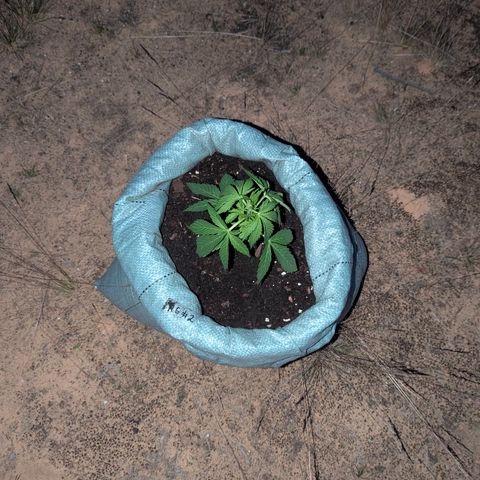 Royal Gorilla Automatic #2 growlog timeline photo
