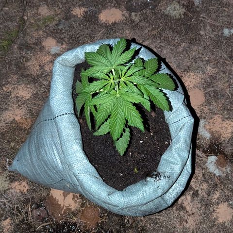 Purplematic CBD #4 growlog timeline photo