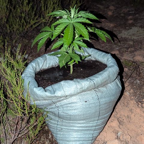 Green Gelato #5 growlog timeline photo