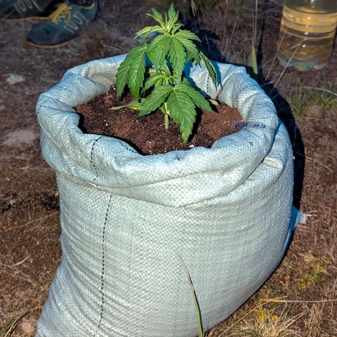 Royal Bluematic #9 growlog timeline photo